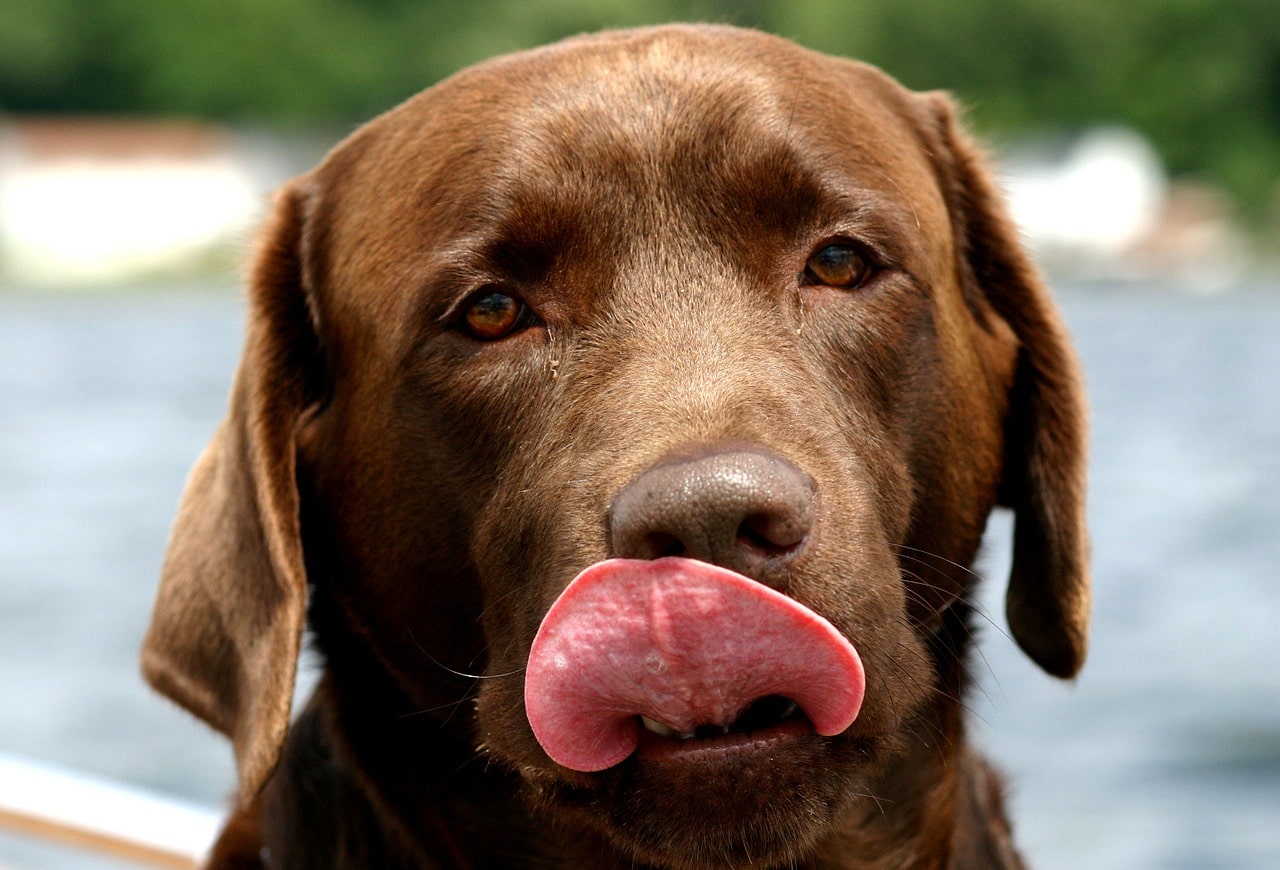 dog, canine, labrador retriever