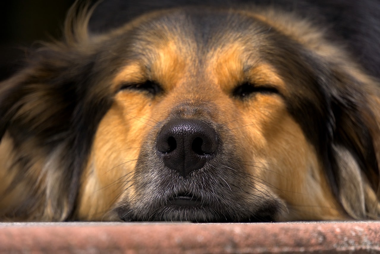 dog, nose, close up