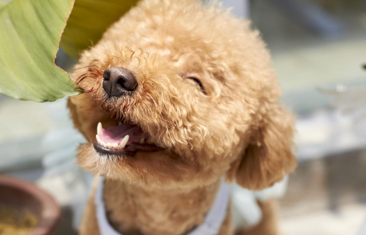 dog, smile, outdoor