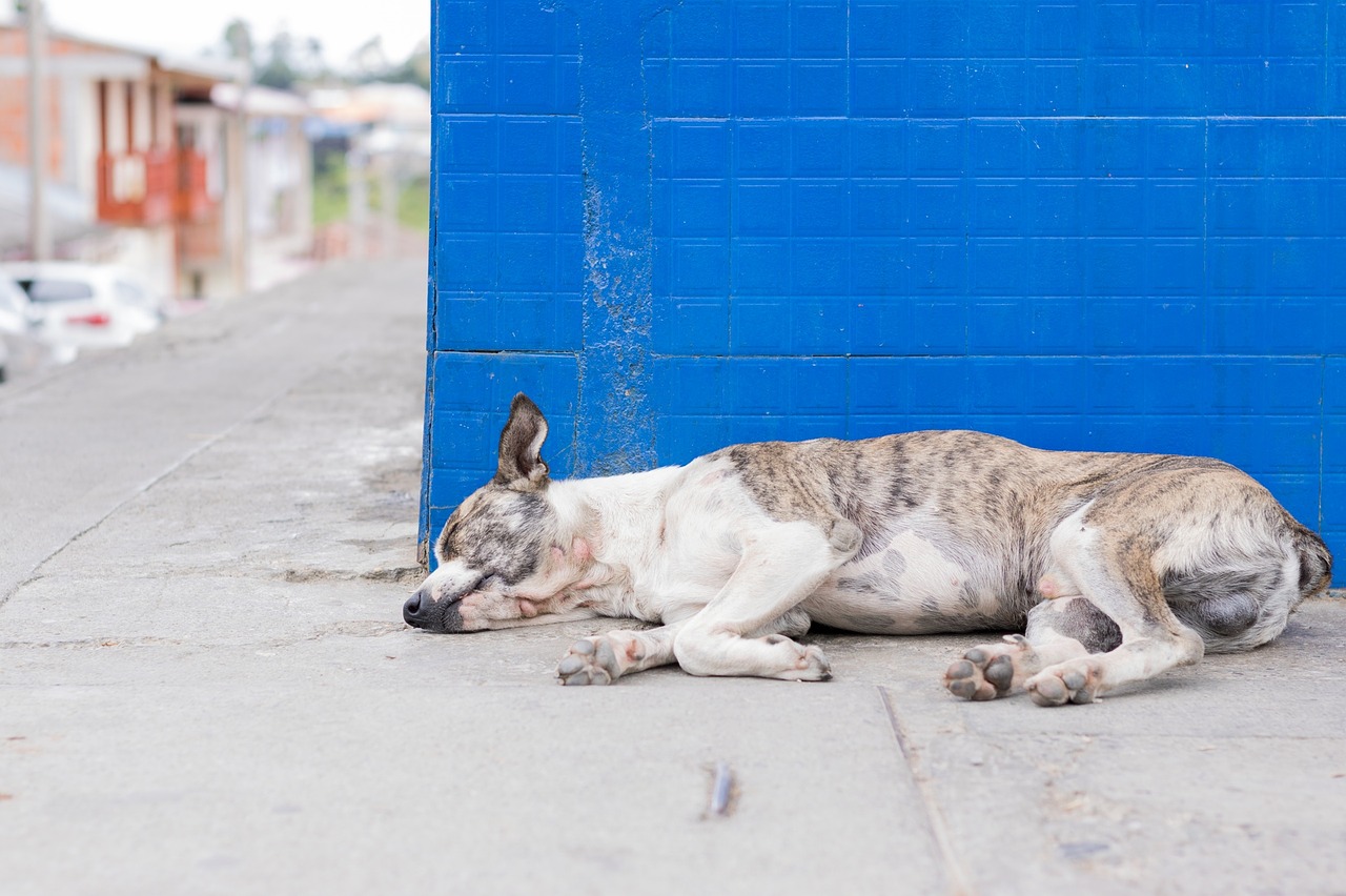 dog, puppy, asleep