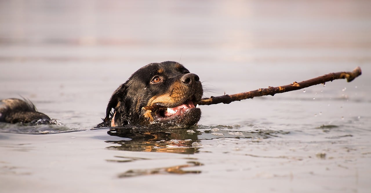 waters, animal, wet