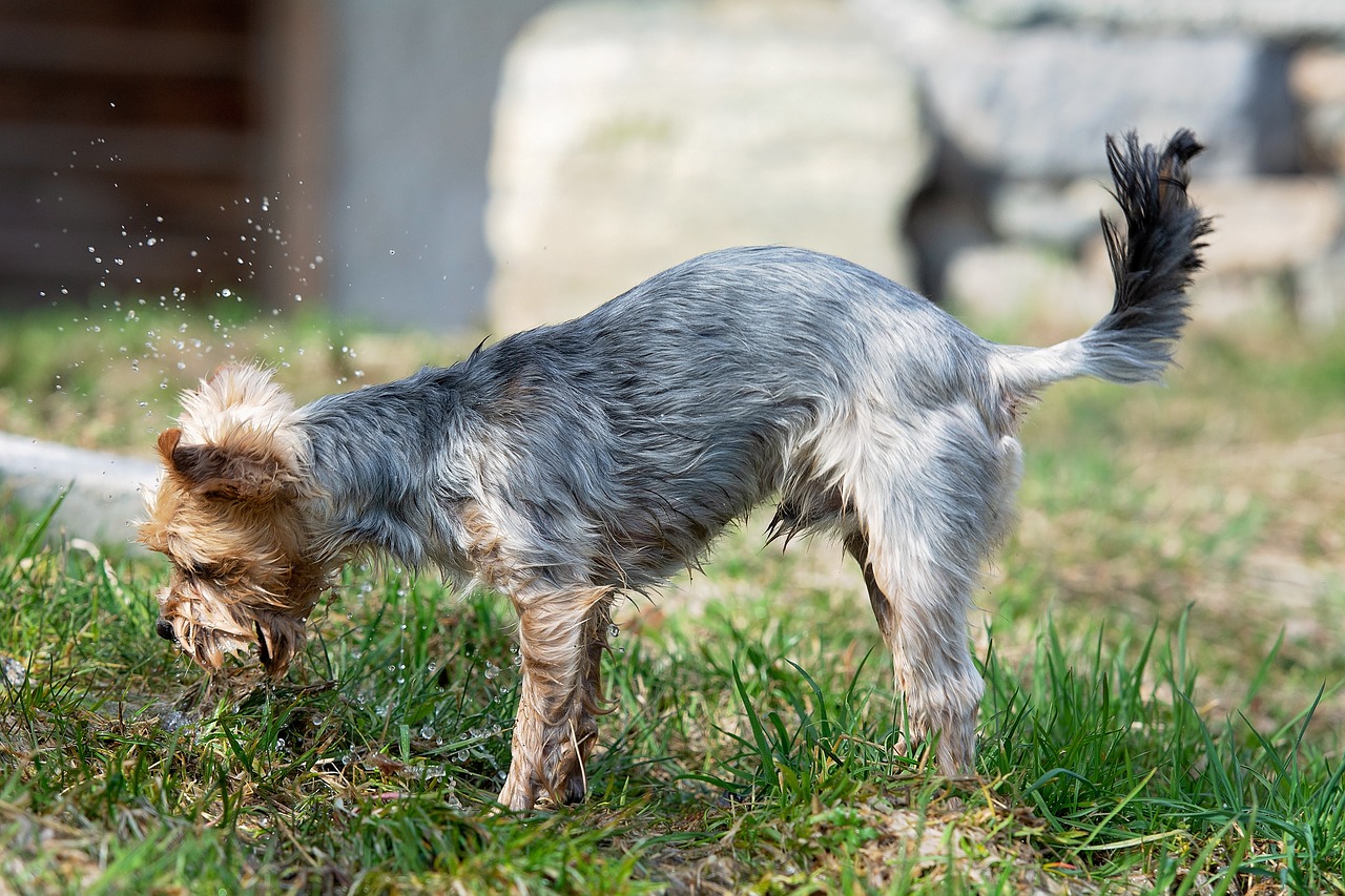 dog, water, play