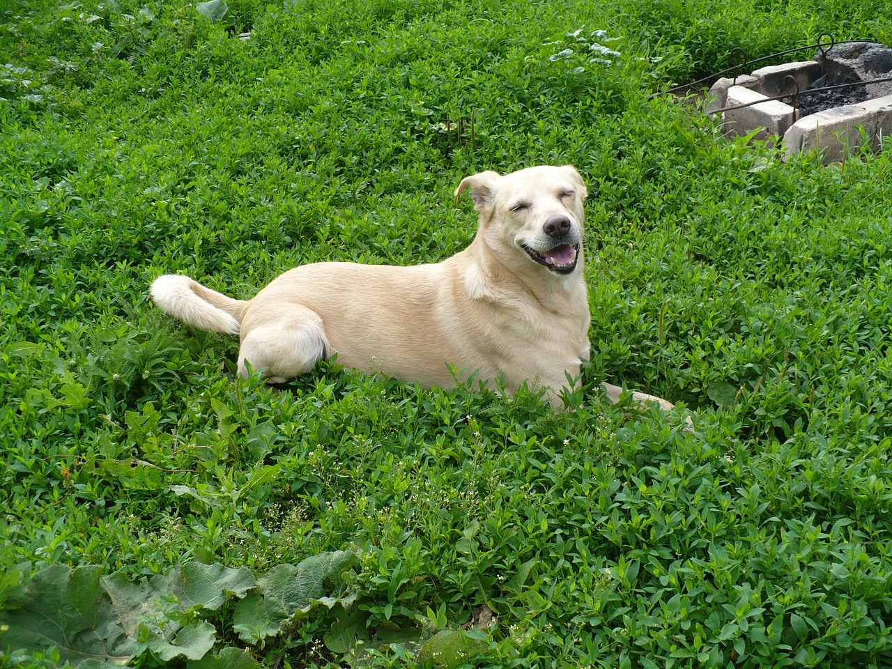 dog, glade, summer