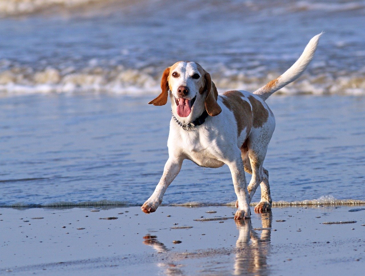 animal, beach, beagle