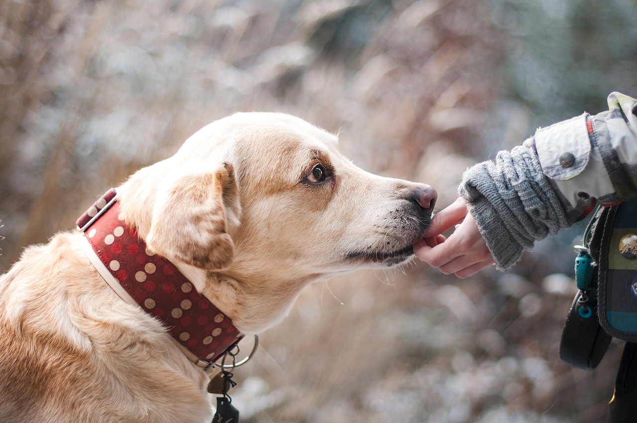 dog, friendship, nature