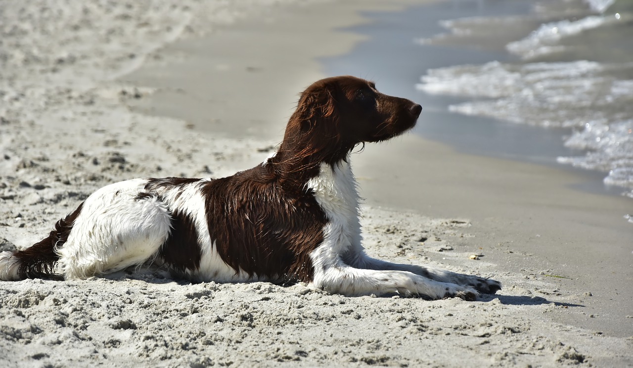 dog, small münsterländer, münsterländer